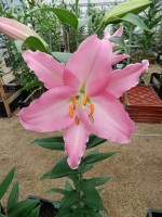 [5668 VZ W09 0553-01 No02.JPG]